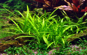 Sagittaria subulata - Flutendes Pfeilkraut